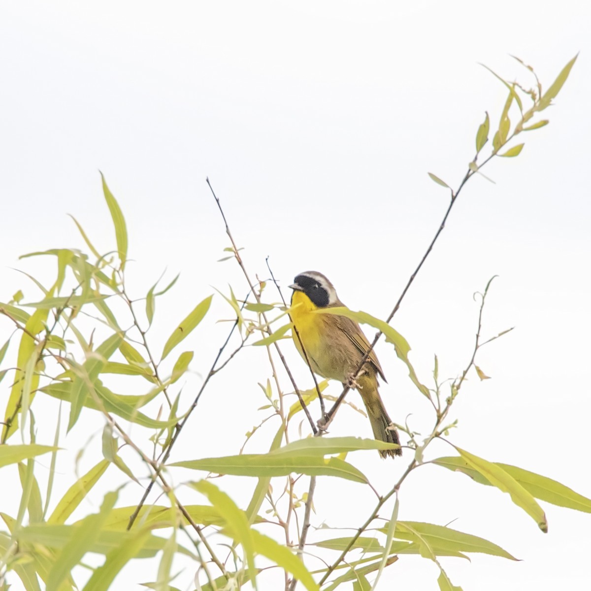 Common Yellowthroat - Cindy Cone