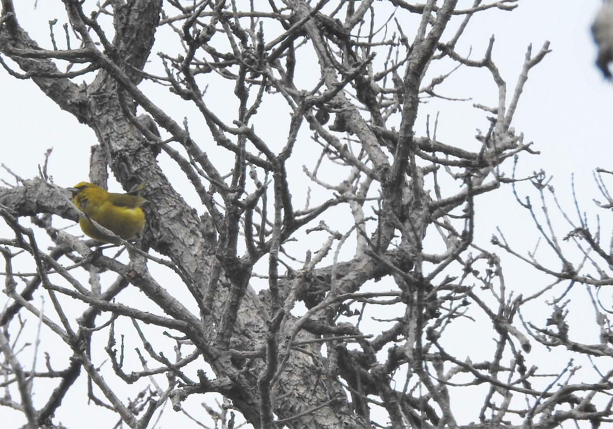 Hawaii-Amakihikleidervogel (virens) - ML148172851