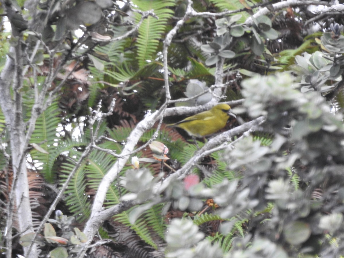 Hawaii-Amakihikleidervogel (virens) - ML148173101