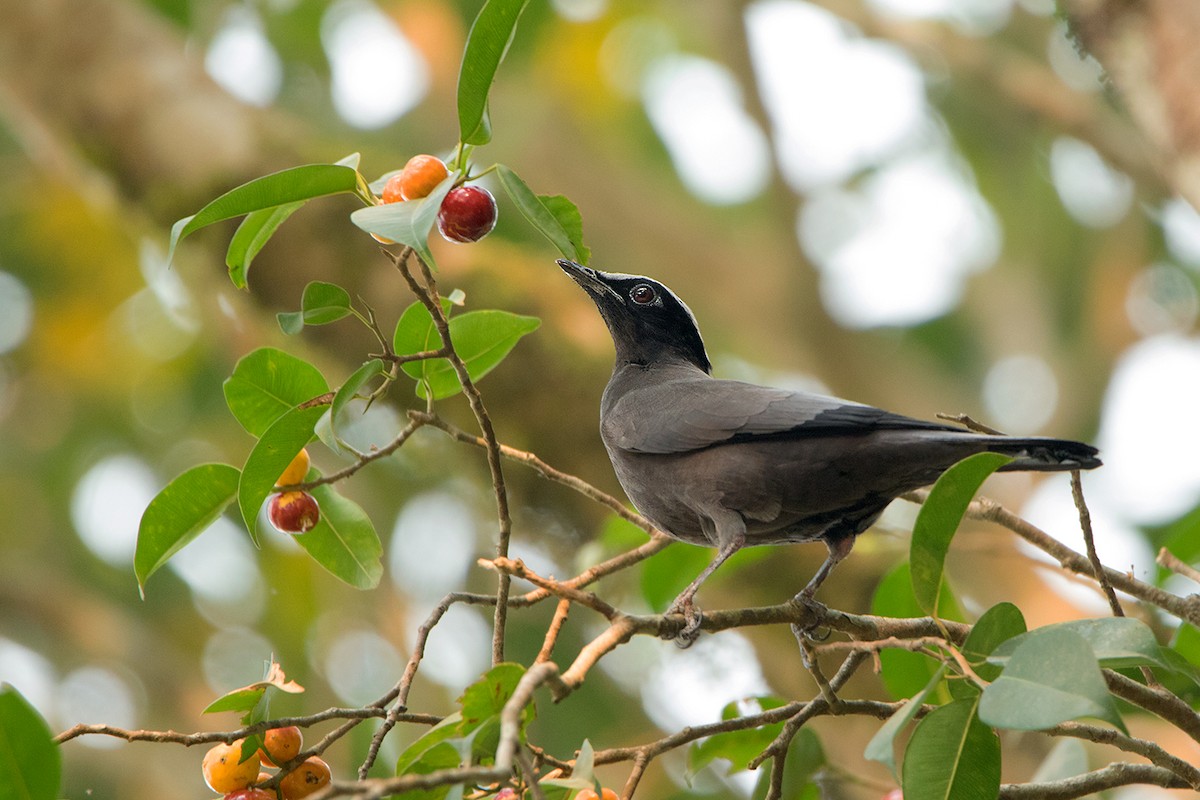 Purple Cochoa - Ayuwat Jearwattanakanok