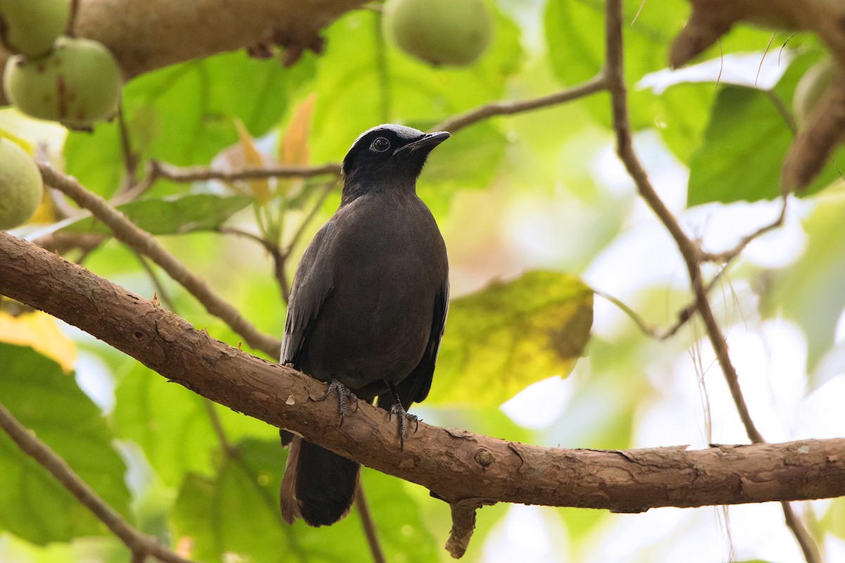 Purple Cochoa - Ayuwat Jearwattanakanok