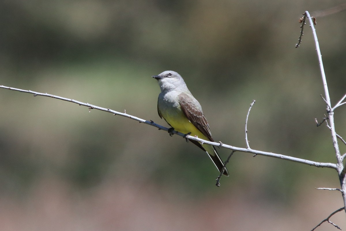 Western Kingbird - Seth Ontiveros