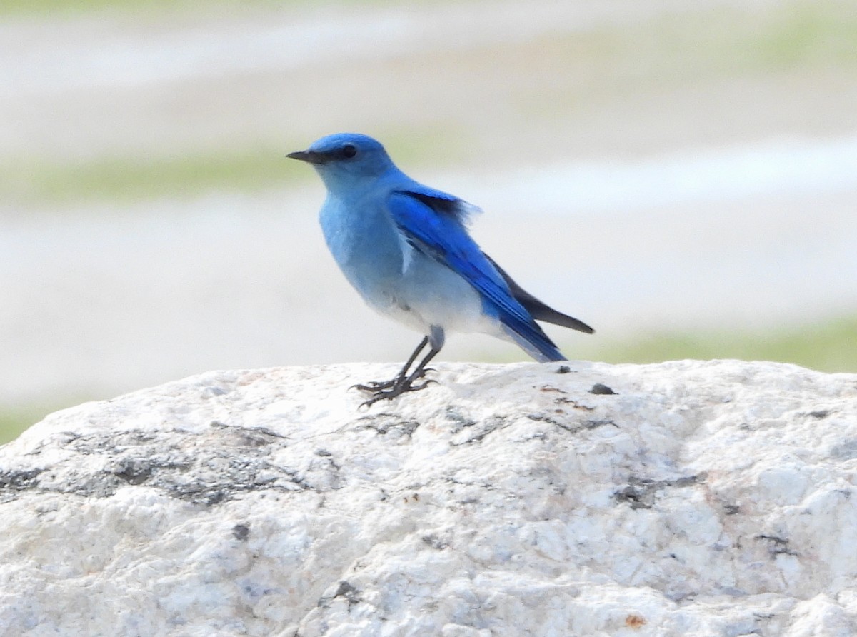 Mountain Bluebird - ML148174771