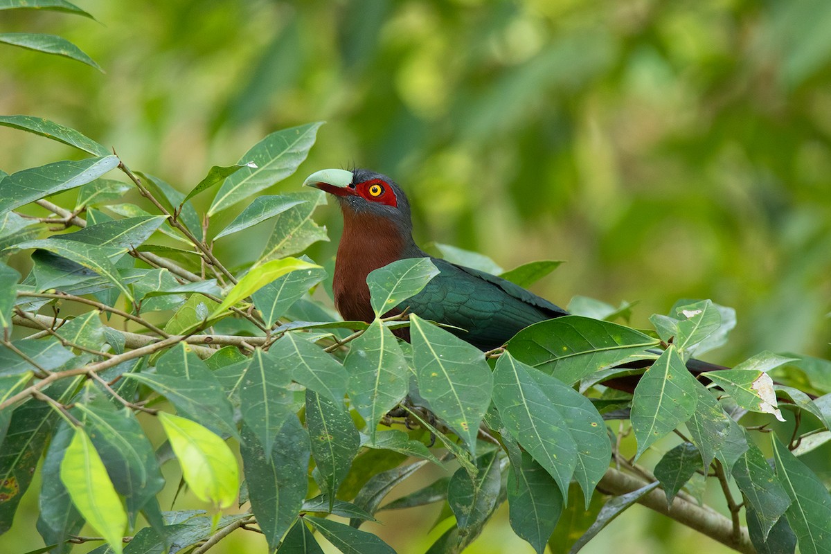 Chestnut-breasted Malkoha - ML148175651