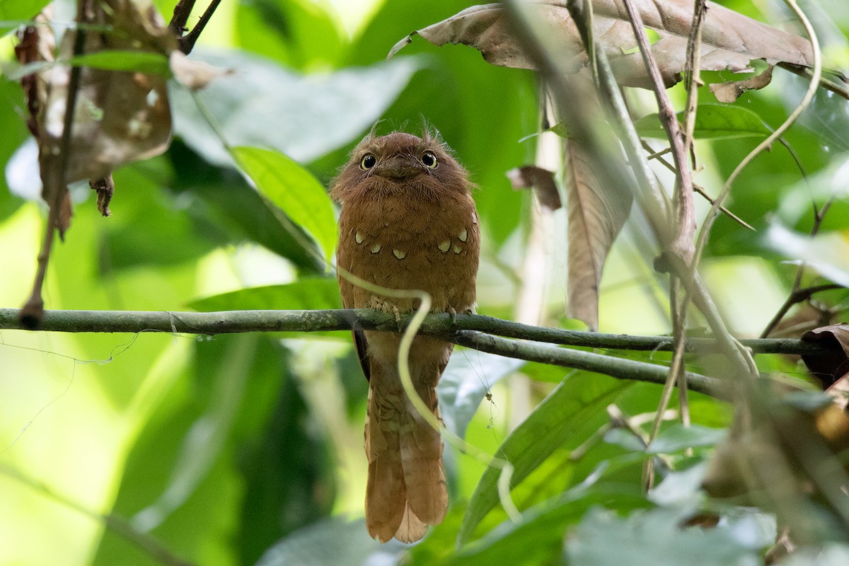 Blyth's Frogmouth (Blyth's) - Ayuwat Jearwattanakanok