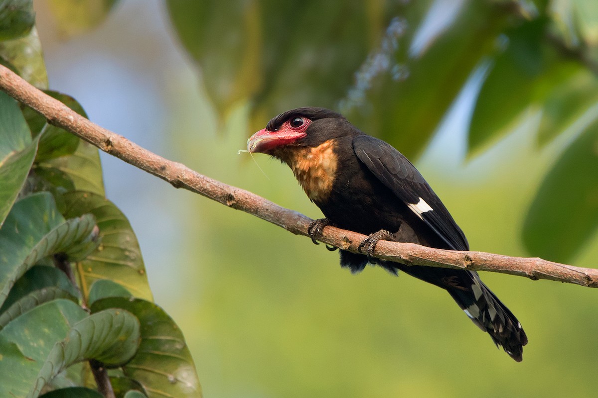 Dusky Broadbill - Ayuwat Jearwattanakanok