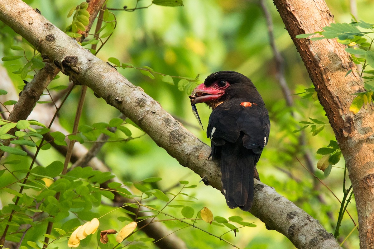 Dusky Broadbill - Ayuwat Jearwattanakanok