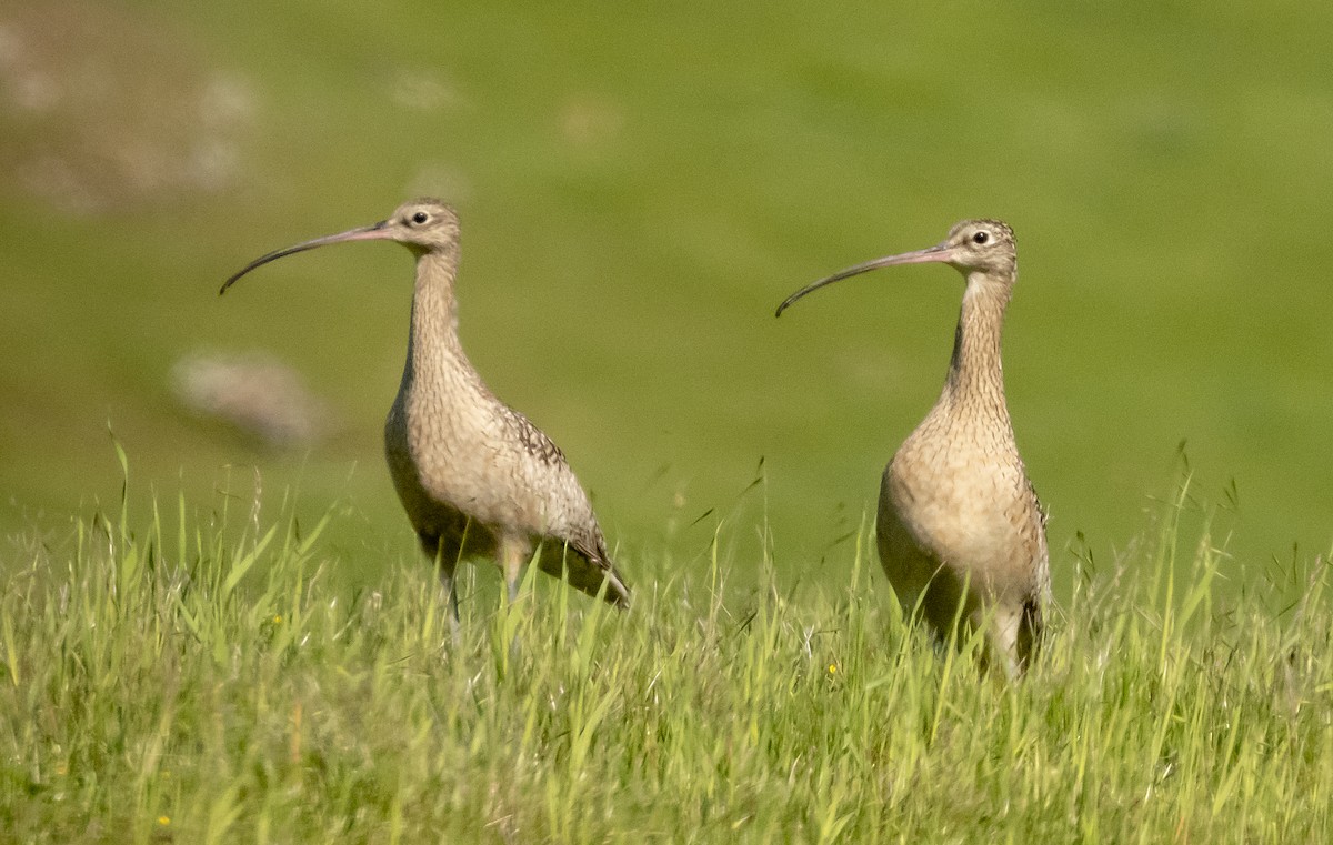 Long-billed Curlew - ML148176461