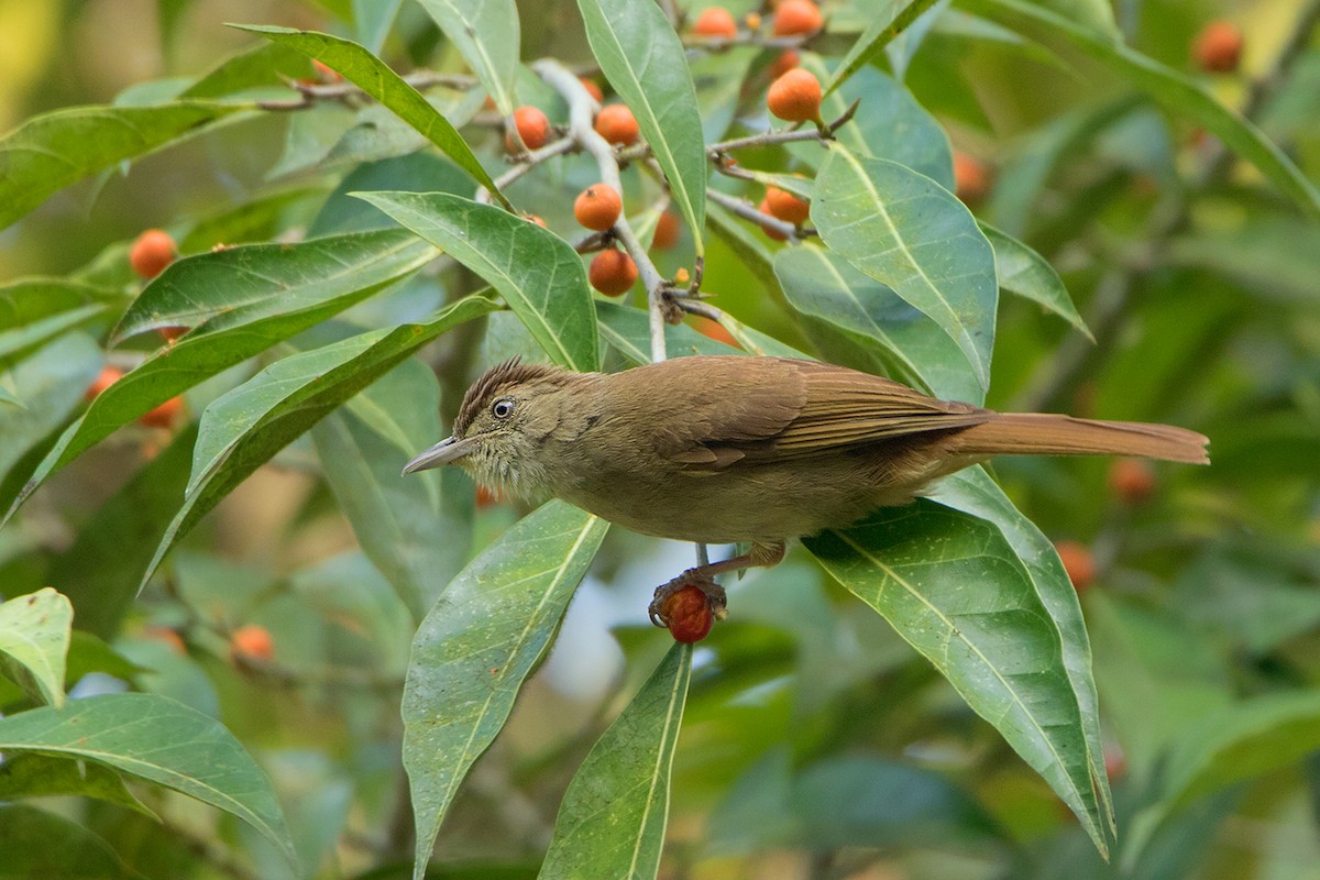 Bulbul olive (cinnamomeoventris) - ML148176861