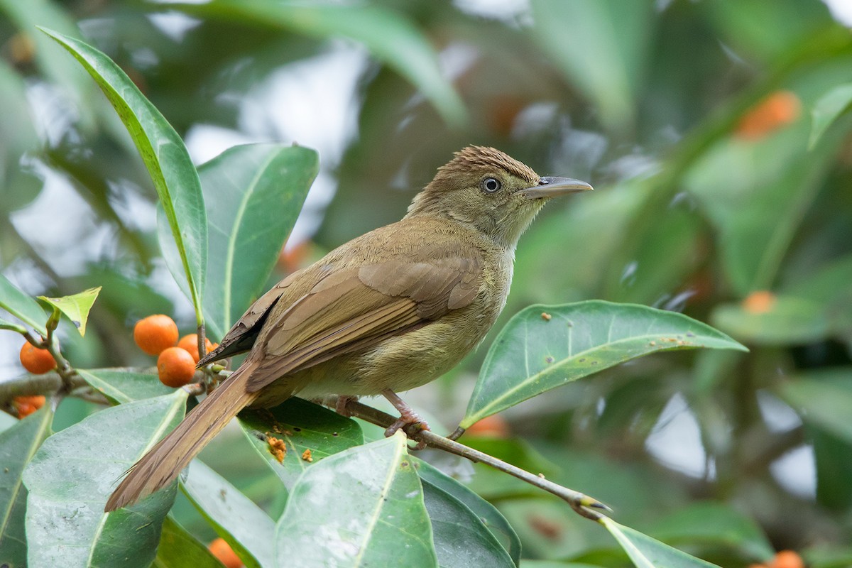 Olive Bulbul (Baker's) - ML148176881