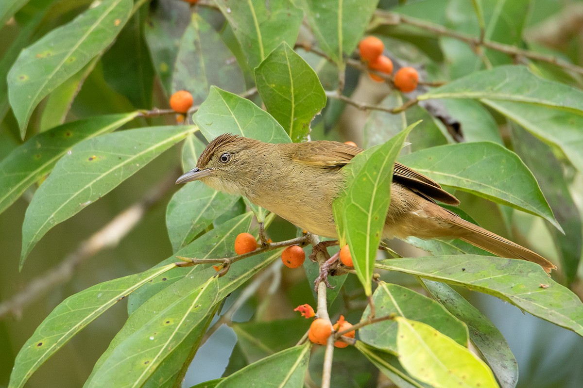 Bulbul olive (cinnamomeoventris) - ML148176911