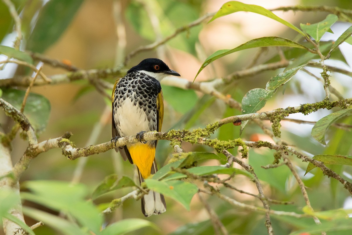 Scaly-breasted Bulbul - ML148177011