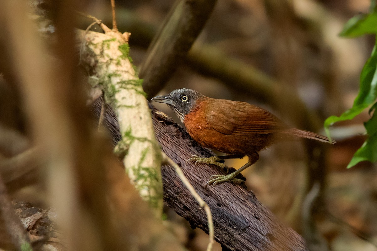 Gray-headed Babbler - Ayuwat Jearwattanakanok