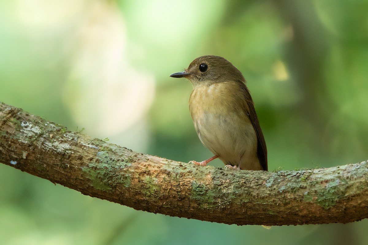Fulvous-chested Jungle Flycatcher - ML148177291