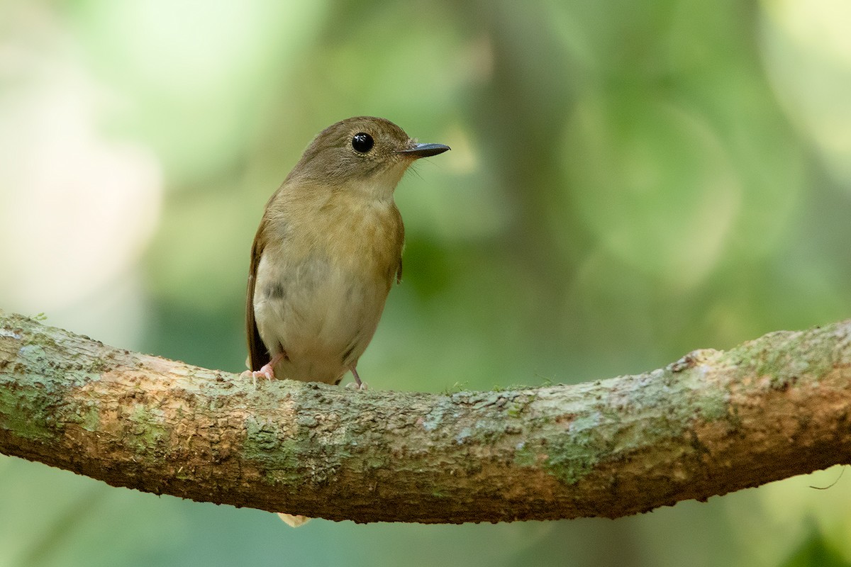 Fulvous-chested Jungle Flycatcher - ML148177301
