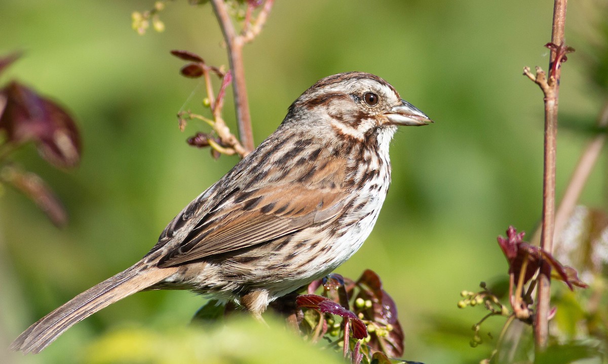 Song Sparrow (heermanni Group) - ML148177411