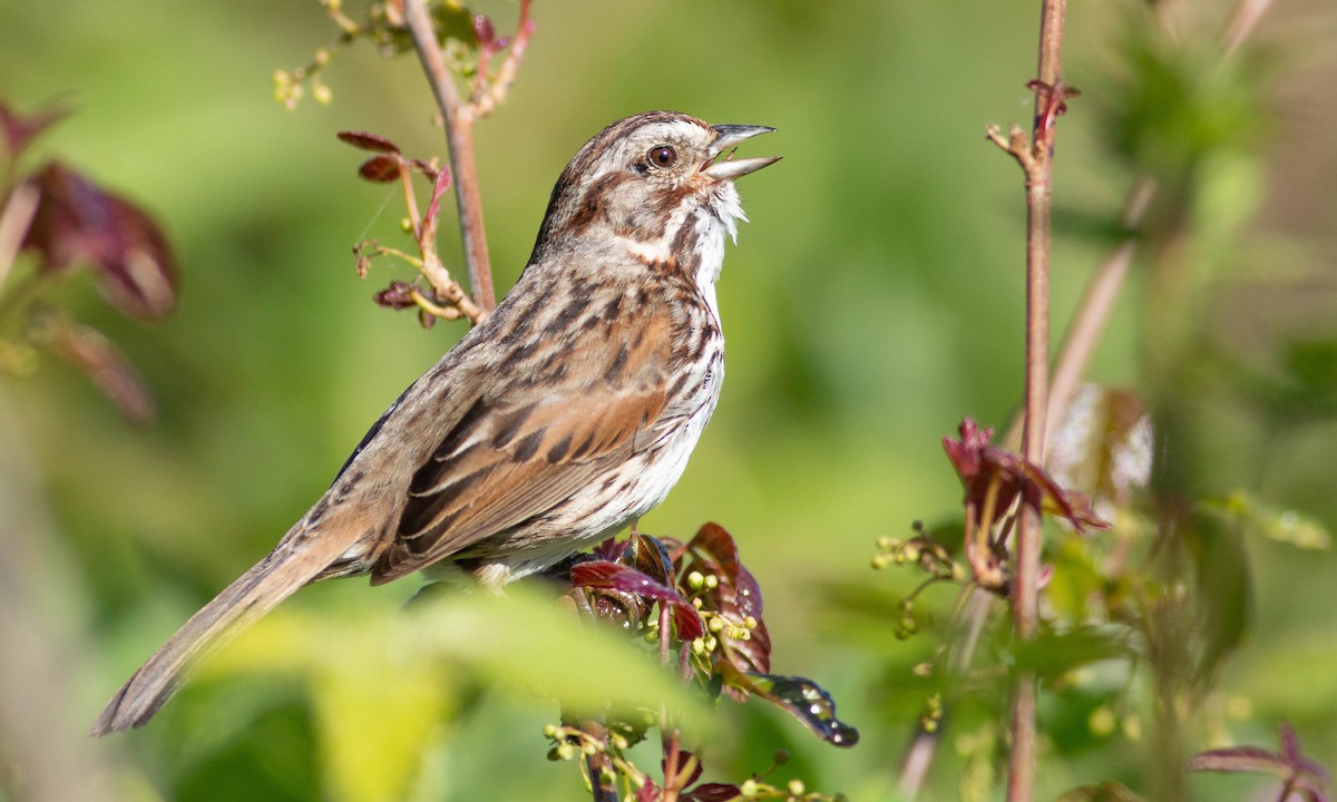 Song Sparrow (heermanni Group) - ML148177421