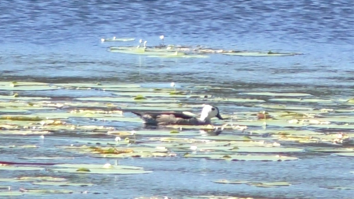 Cotton Pygmy-Goose - ML148177721