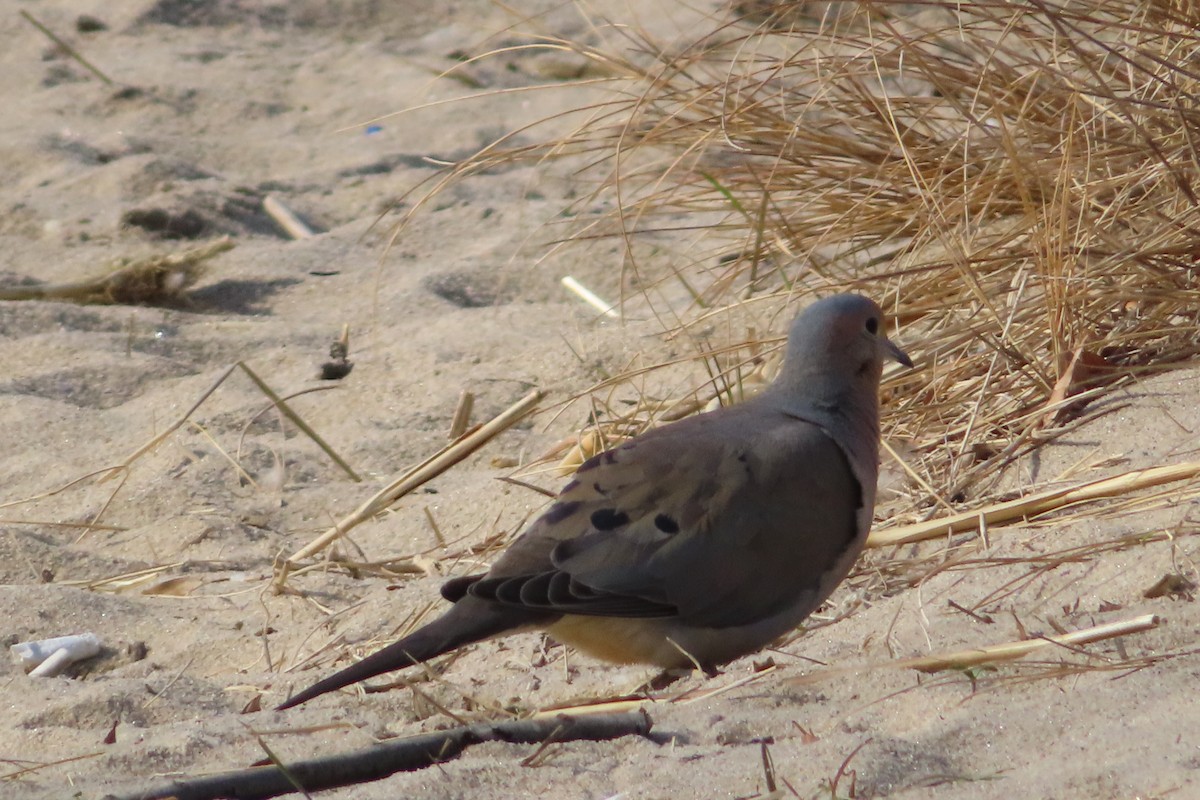 Mourning Dove - ML148178831