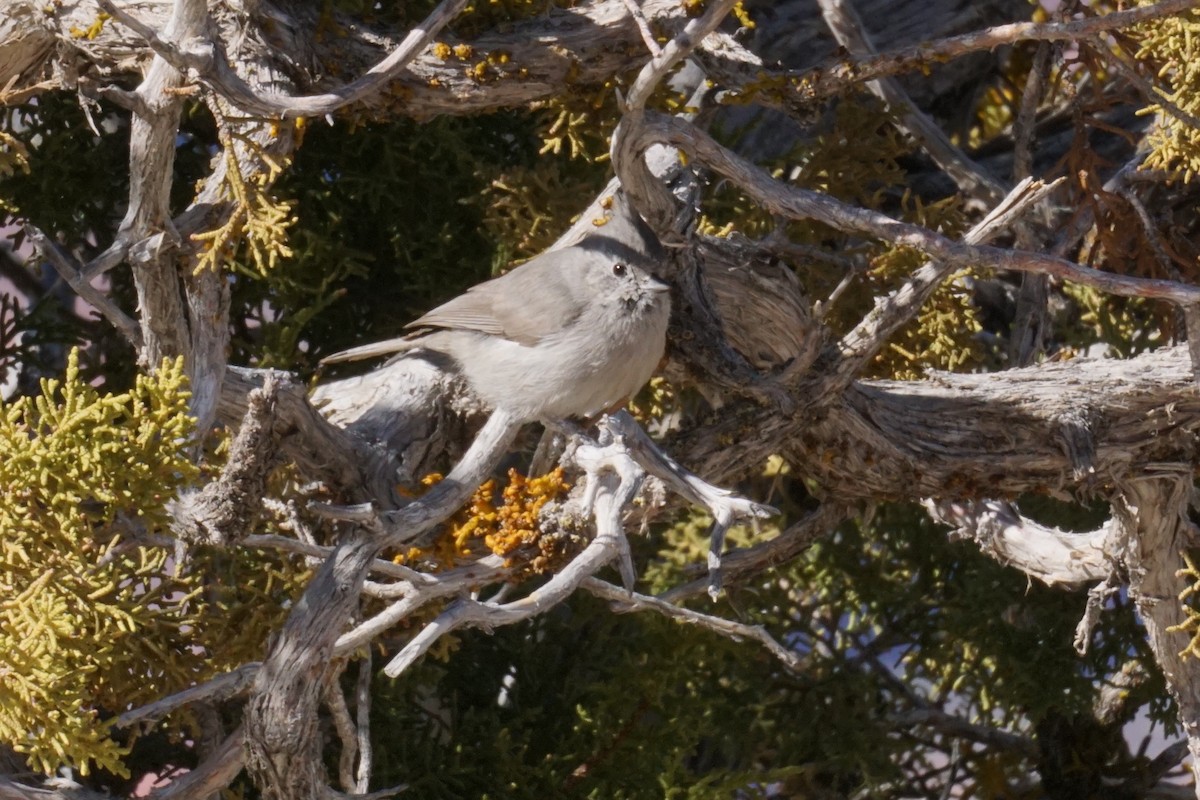 Juniper Titmouse - ML148180641