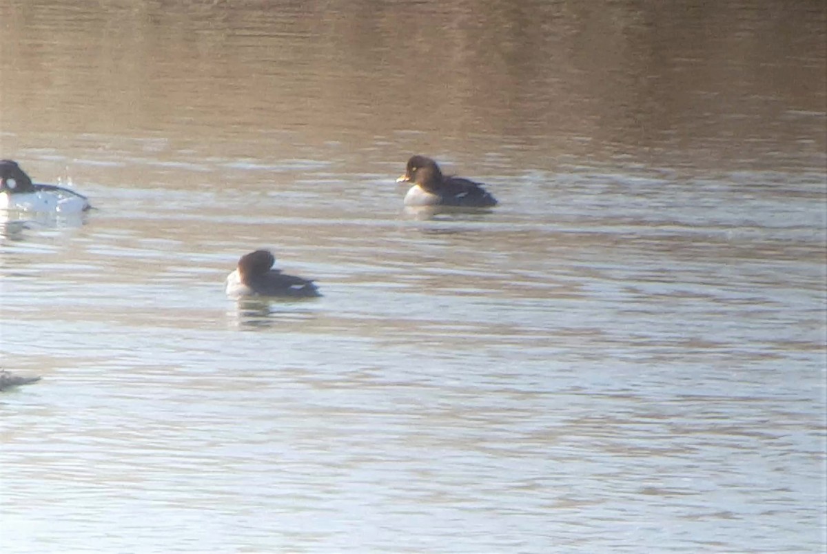 Barrow's Goldeneye - ML148180871