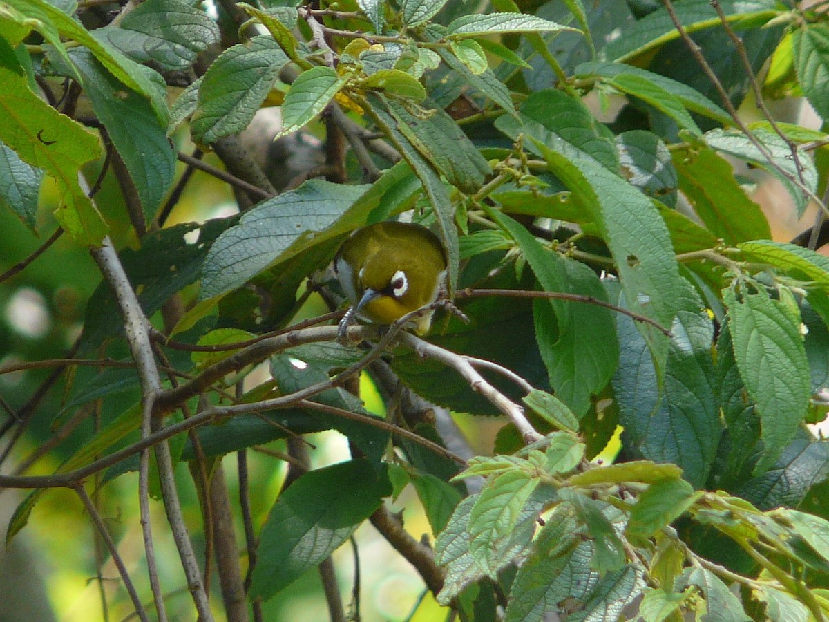 Madagaskarbrillenvogel - ML148181521