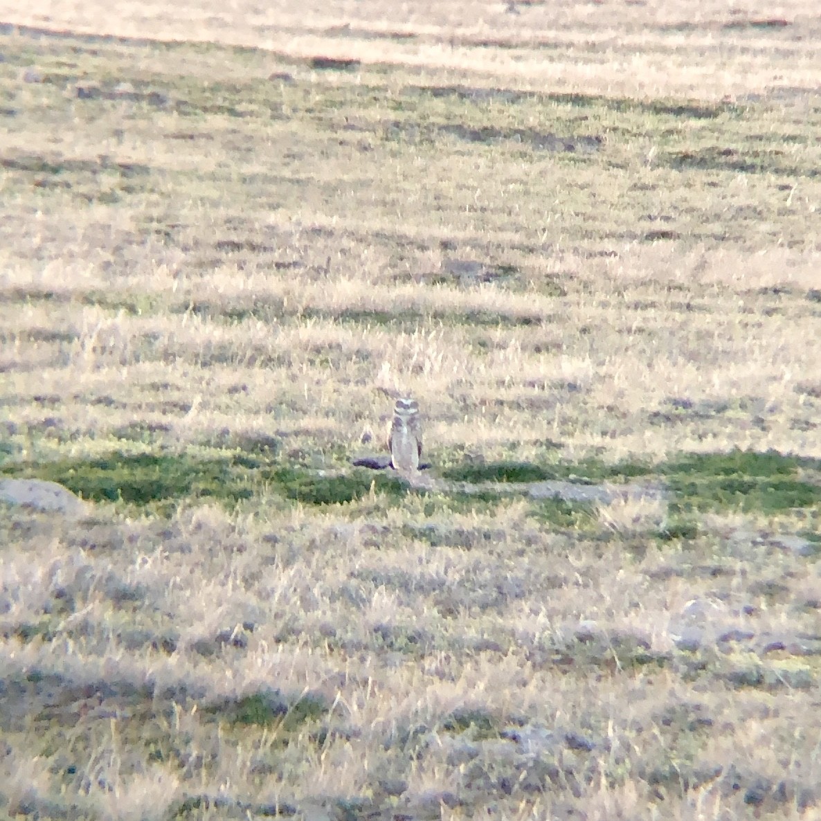 Burrowing Owl - ML148181901