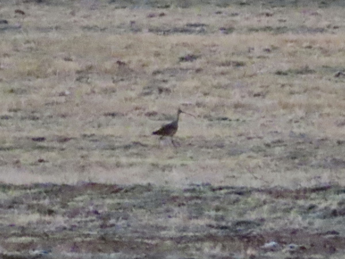 Long-billed Curlew - ML148181961