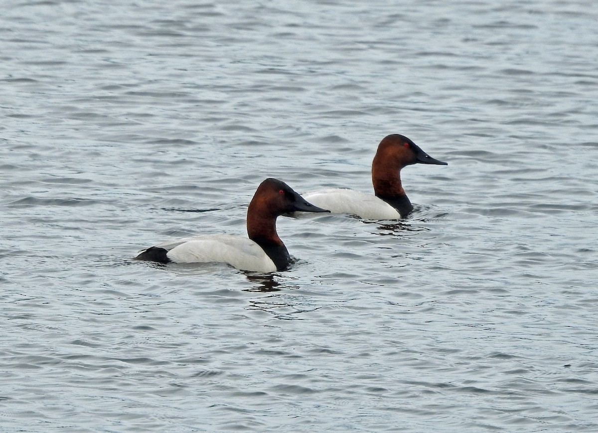 Canvasback - ML148182611