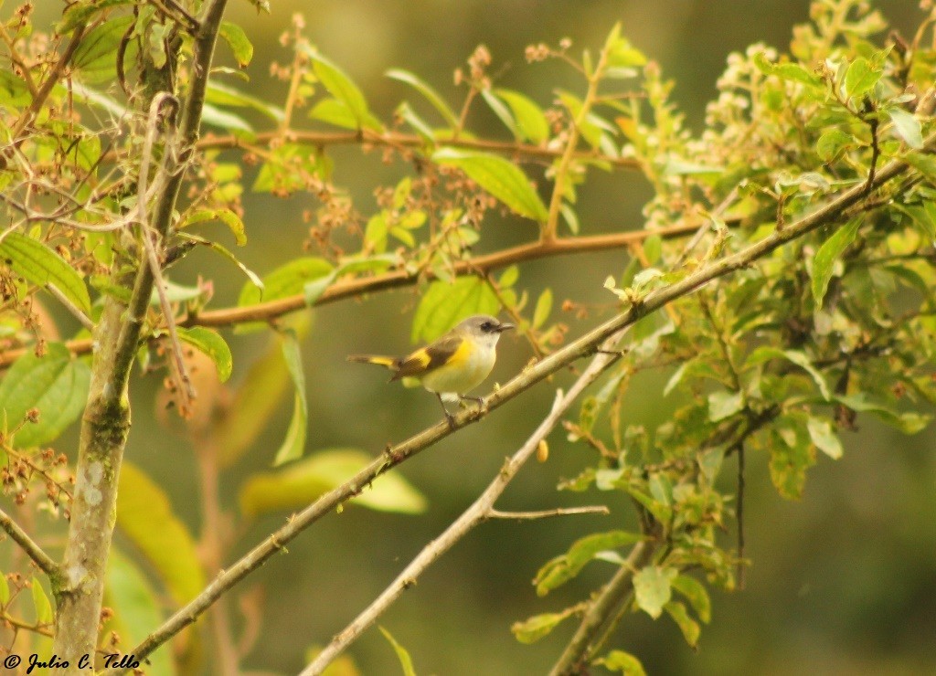 lesňáček lejsčí - ML148183731