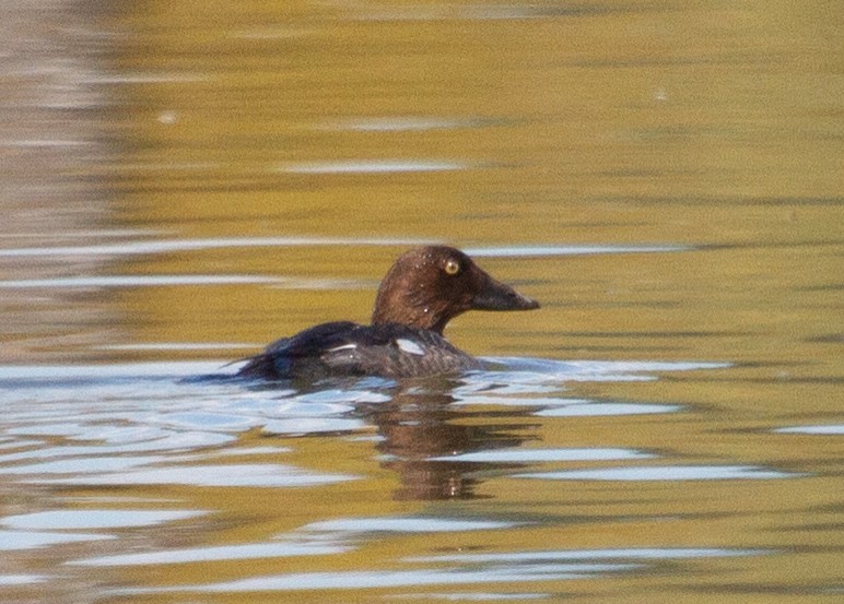 Common Goldeneye - ML148184531