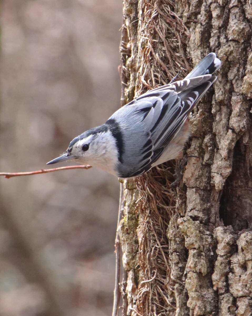 Каролинский поползень (carolinensis) - ML148184591