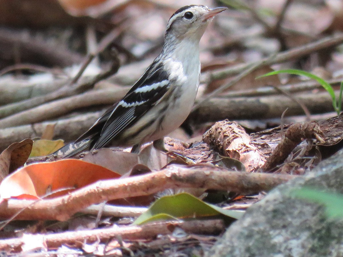 Black-and-white Warbler - ML148186011