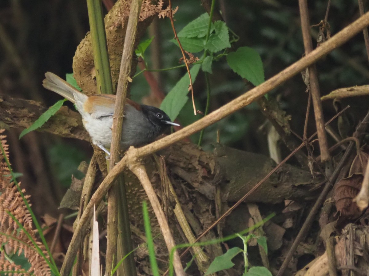 Rwenzori Hill Babbler - ML148186121