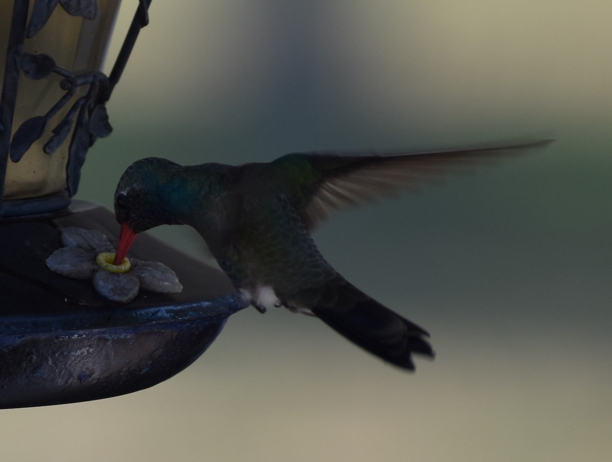 Broad-billed Hummingbird - ML148186871