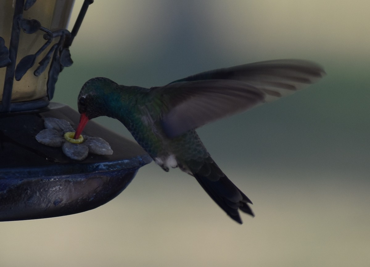 Broad-billed Hummingbird - ML148186881