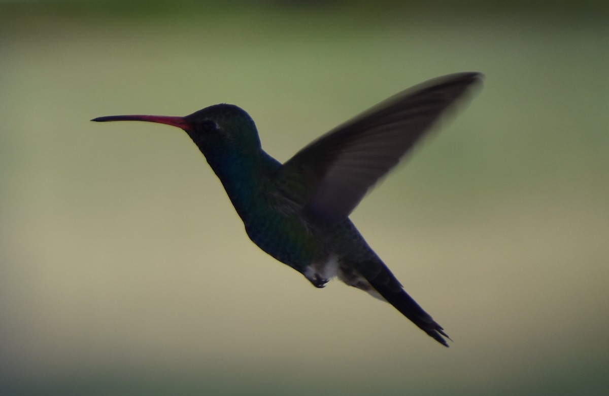 Broad-billed Hummingbird - ML148186891