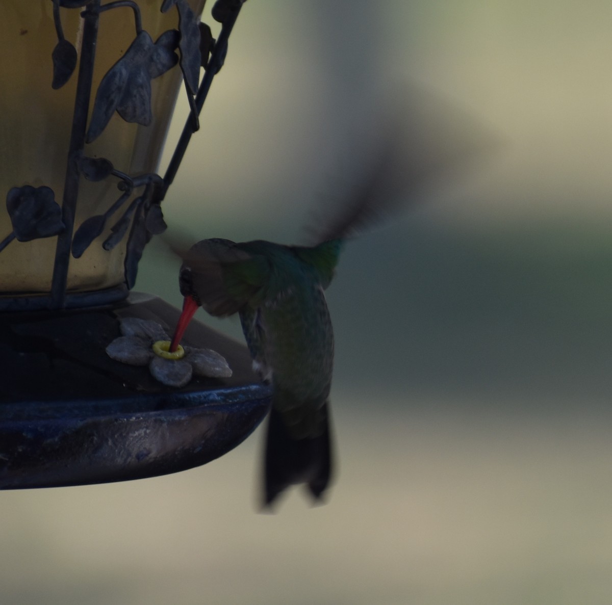 Broad-billed Hummingbird - ML148186901