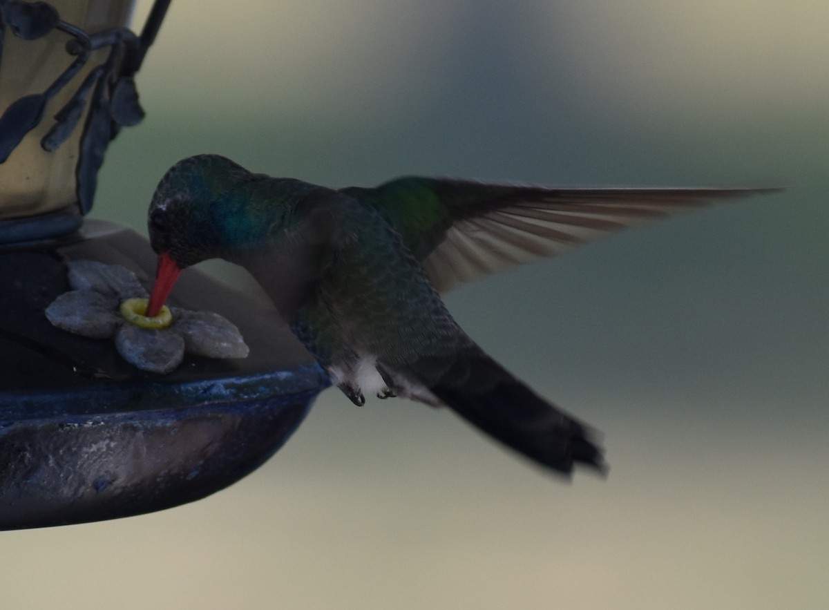 Broad-billed Hummingbird - ML148186911