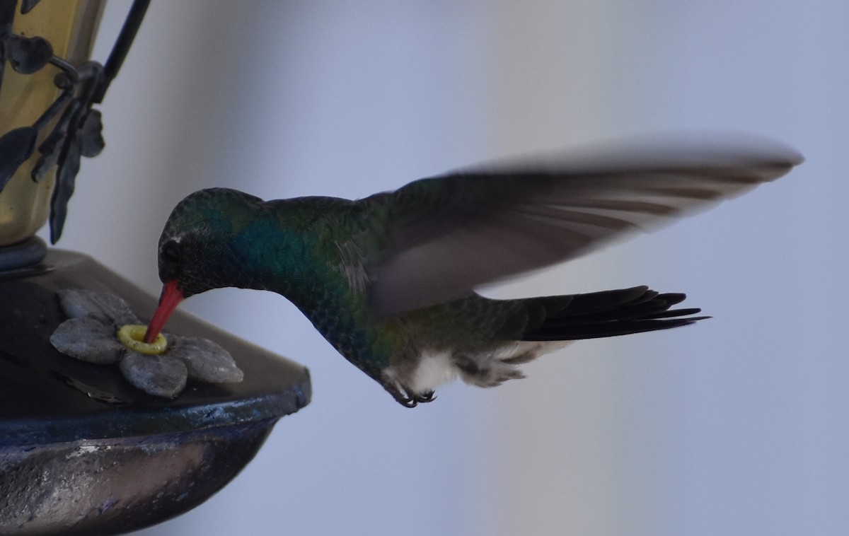 Broad-billed Hummingbird - ML148186921