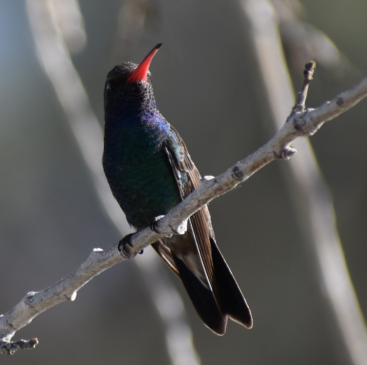 Broad-billed Hummingbird - ML148186931