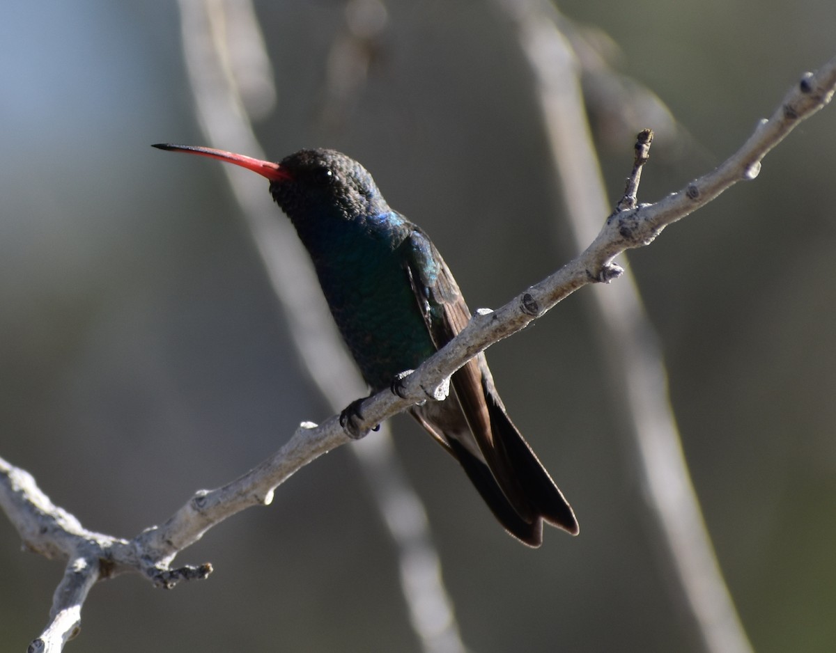 Broad-billed Hummingbird - ML148186941