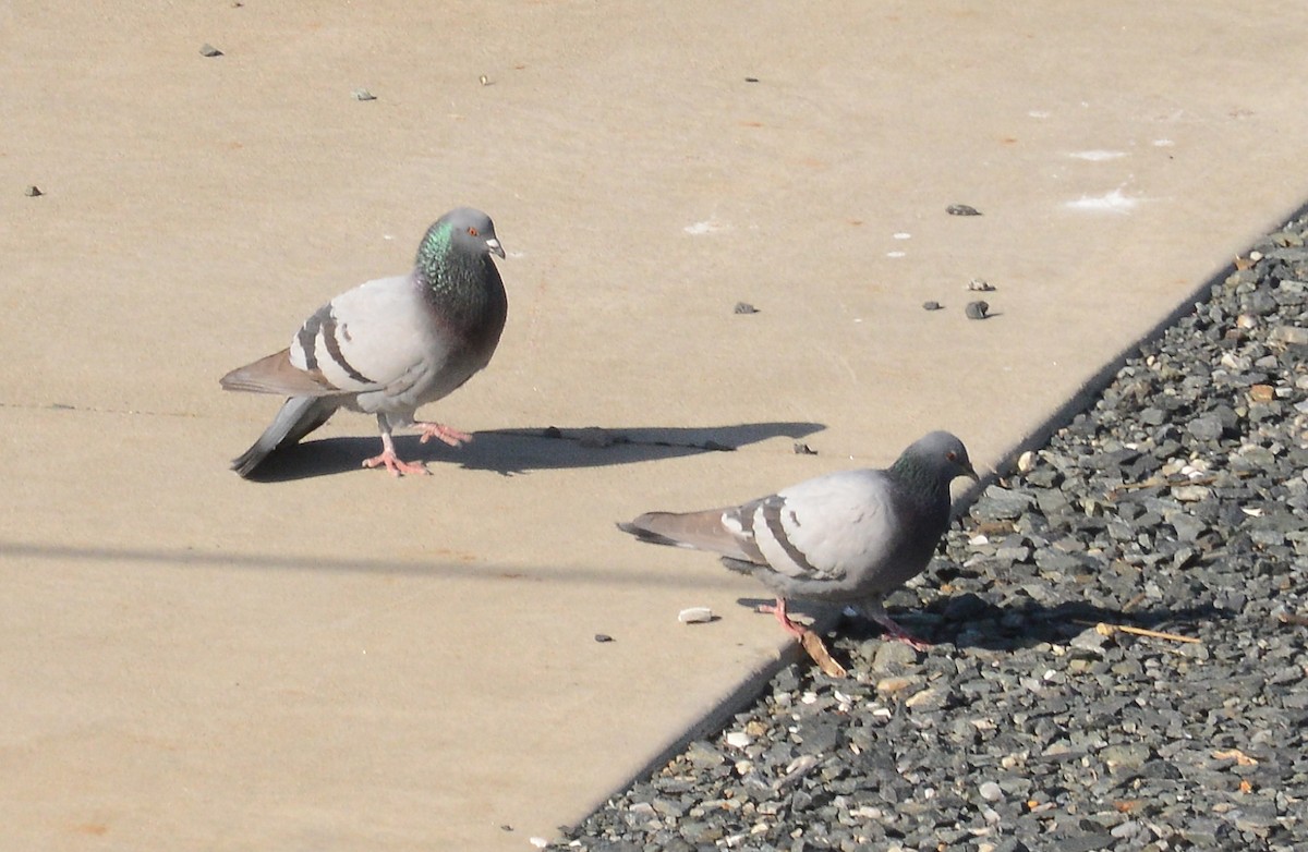 Rock Pigeon (Feral Pigeon) - ML148187511