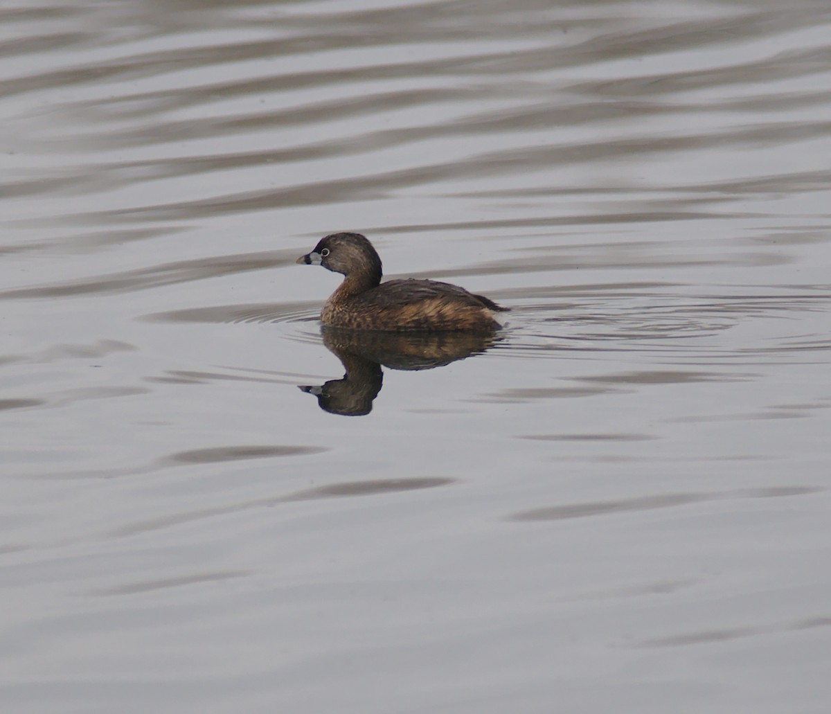 Pied-billed Grebe - ML148188921