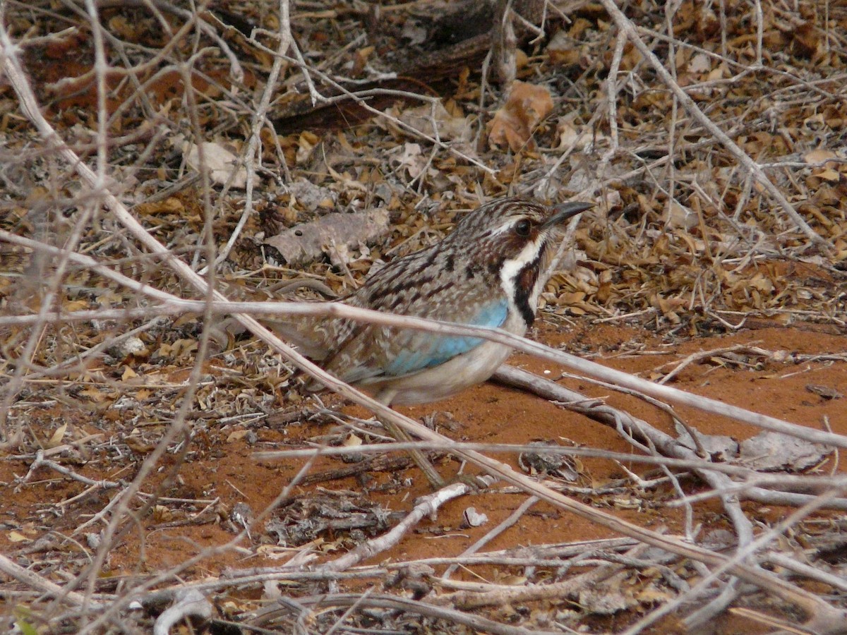 Long-tailed Ground-Roller - Paul Suchanek