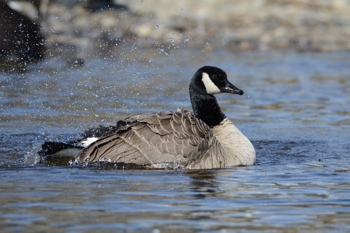 Canada Goose - Bridget Spencer