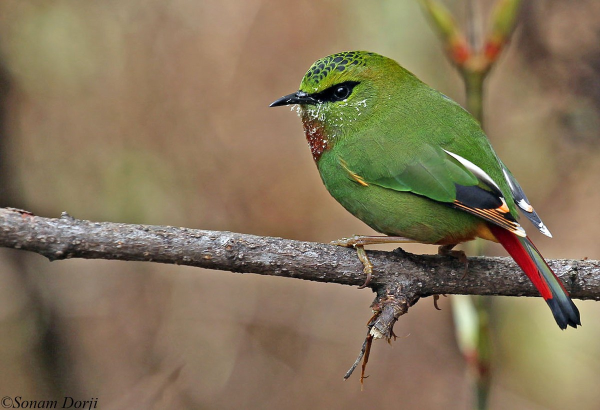 Fire-tailed Myzornis - ML148191151