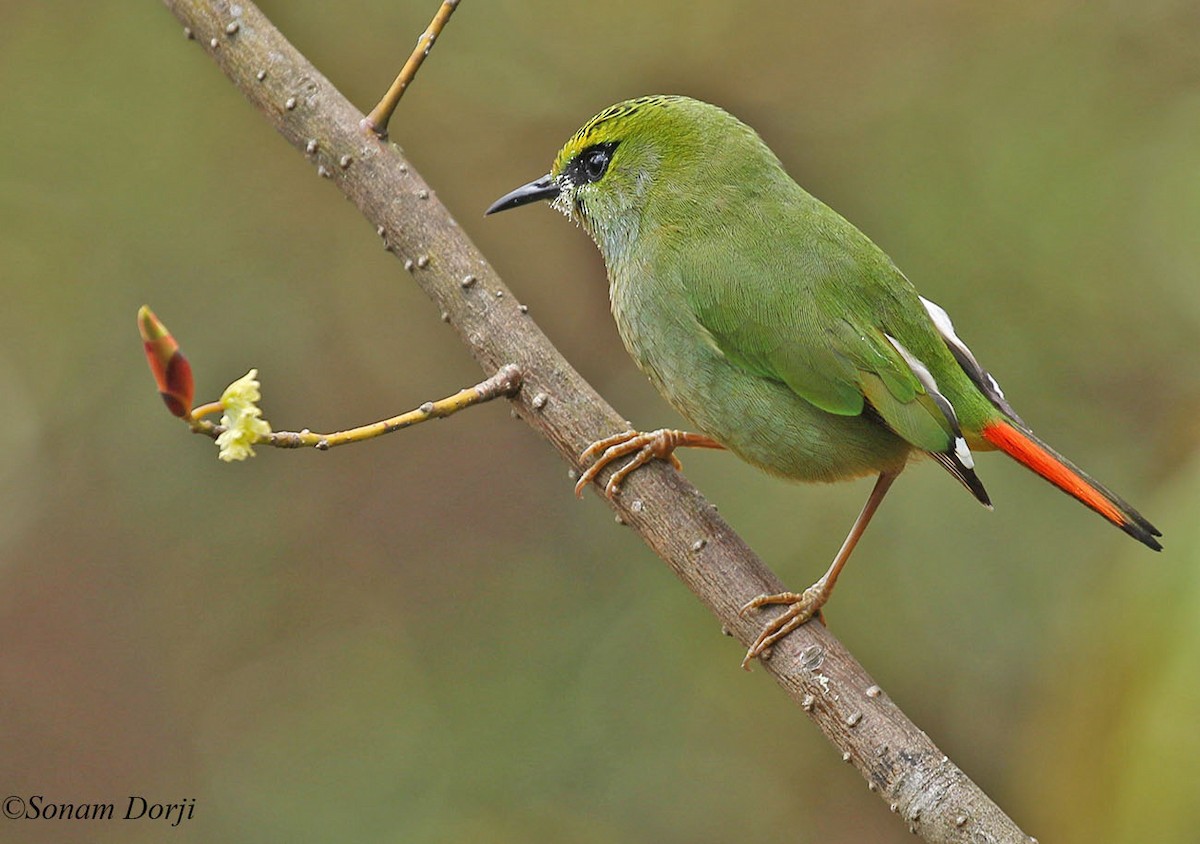Fire-tailed Myzornis - ML148191161