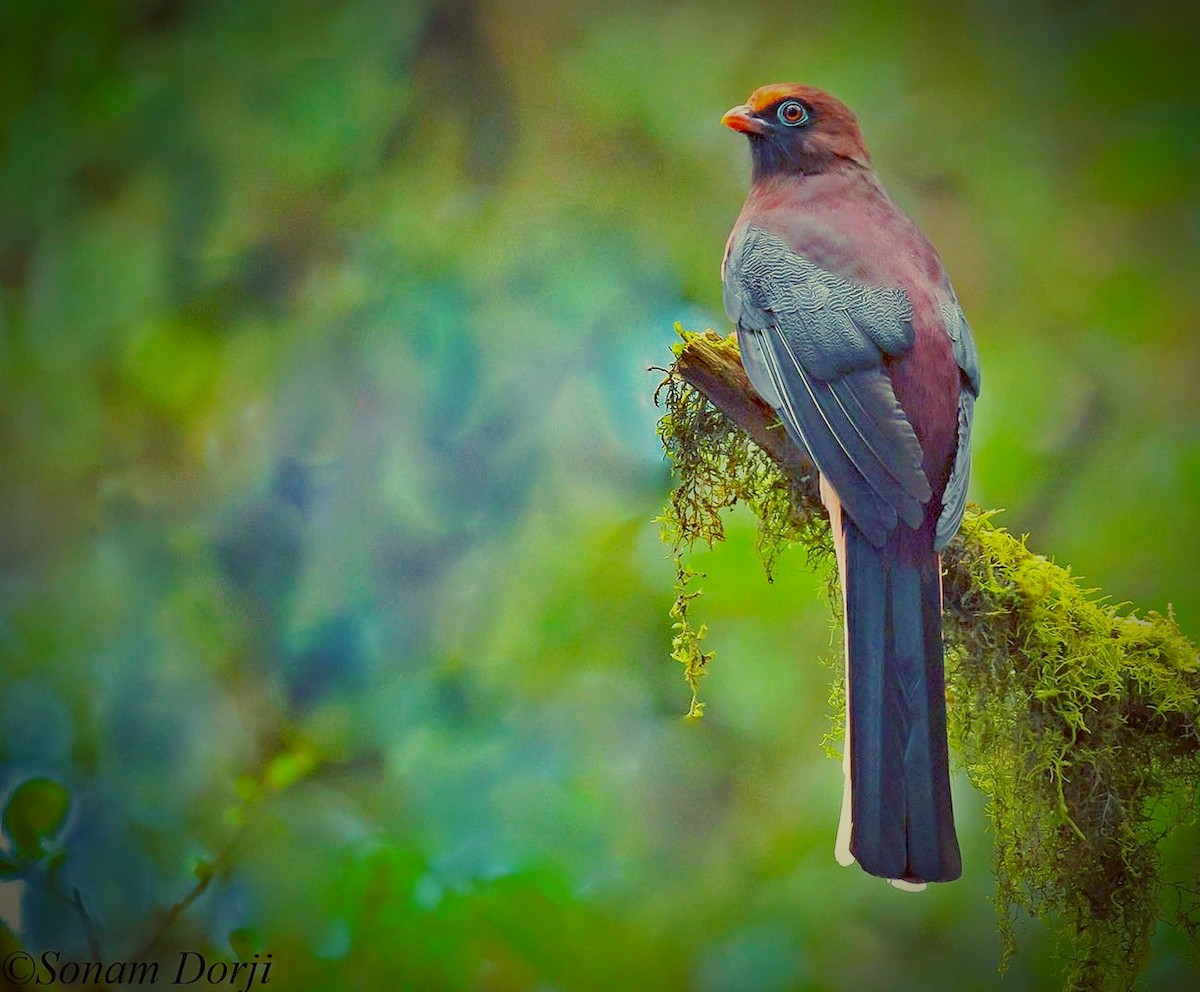 Ward's Trogon - ML148191351