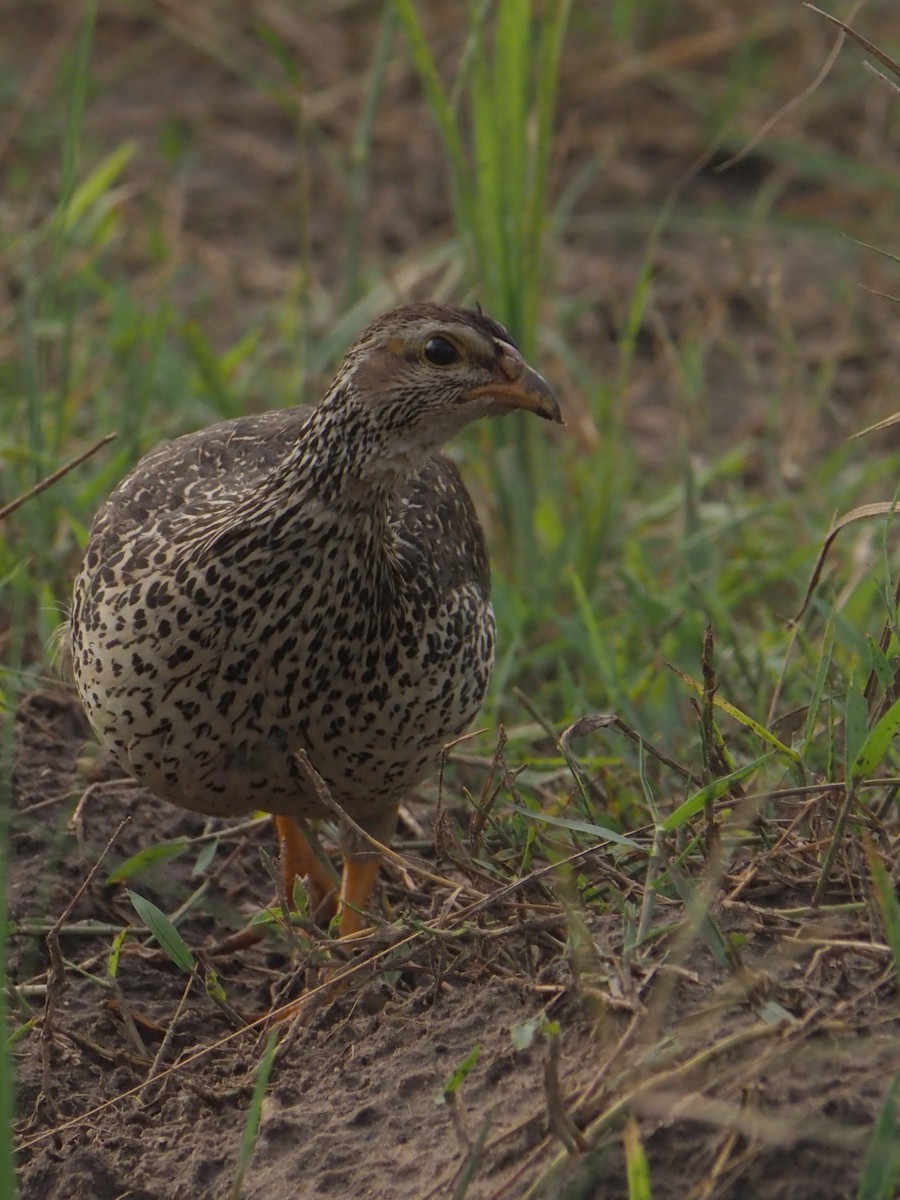 Francolin à bec jaune - ML148191631